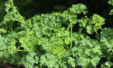  garden parsley, aromatic herb, precious ingredient in the kitchen,close up with  soft focus