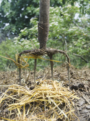 Forks for straw