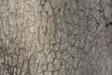 old oak bark texture background
