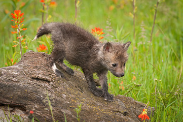 Red Fox (Vulpes vulpes) Kit Walks Down Log