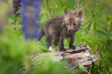 Red Fox (Vulpes vulpes) Kit Looks Through Leaves