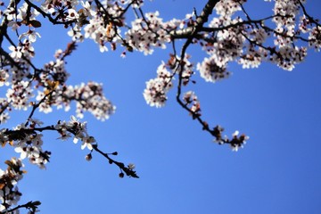 cherry blossoms and the blue sky