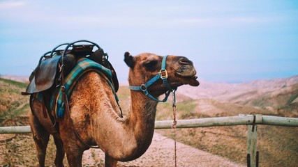 Camel in Jerusalem