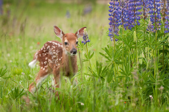 White-Tailed Deer Fawn (Odocoileus virginianus) Stands Near Lupine Patch