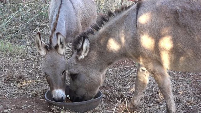 View of two young cute donkeys eating food.