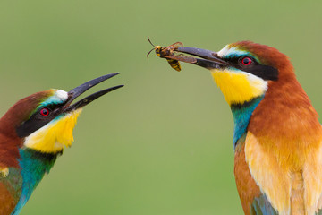 Two European bee-eaters portrait (Merops apiaster), Italy