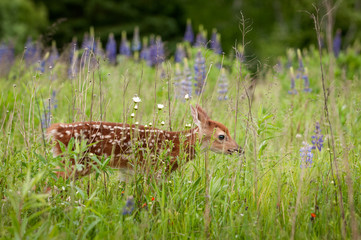 White-Tailed Deer Fawn (Odocoileus virginianus) Walks Nearly Hidden in Grass