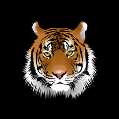 Tiger head on a black background