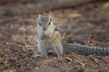Naklejka na ściany i meble Squirrels are members of the family Sciuridae, a family that includes small or medium-size rodents. The squirrel family includes tree squirrels, ground squirrels, chipmunks, marmots, flying squirrels