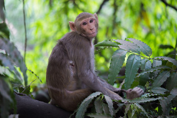 Rhesus macaques are familiar brown primates with red faces and rears. They have close-cropped hair on their heads, which accentuates their very expressive faces.