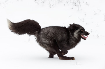 Silver Fox (Vulpes vulpes) Runs Tail Up