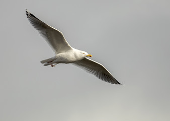 Seagull