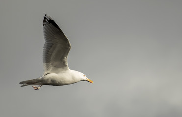 Seagull on  the air