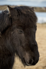 Fototapeta premium Beauty of Icelandic horses