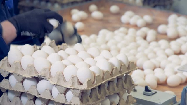 A worker is filling egg racks with eggs and then carrying them away