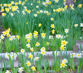 Daffodils in the garden bed