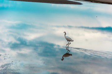 Heron on a reflective water surface