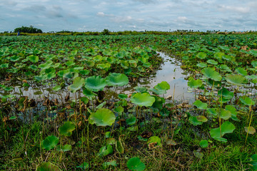 A beautiful lotus pond in Ta-keo province, Cambodia