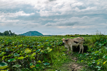 A beautiful lotus pond in Ta-keo province, Cambodia