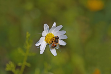 Papatya &uuml;zerinde arı 