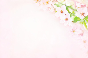 Naklejka na ściany i meble Spring blossom/springtime cherry bloom, bokeh flower background, pastel and soft floral card, toned