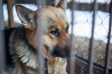 A big sad shepherd in an old aviary.