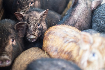 Small Vietnamese pigs on the farm.