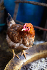 Chickens on the farm. Toned, style, color photo.