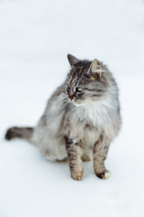 Portrait of a gray rural cat in winter.