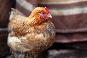 Chickens on the farm. Toned, style, color photo.
