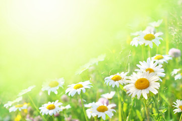 Fototapeta na wymiar Summer blossoming daisy or chamomile flowers on meadow, green shiny field background
