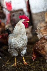 Chickens on the farm. Toned, style, color photo.