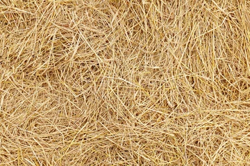 Foto op Plexiglas straw, dry straw, hay straw yellow background texture © cgdeaw