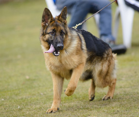 German shepherd