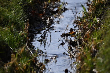 A small stream in a nature reserve