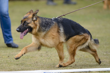 German shepherd