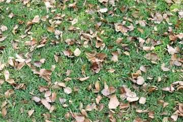 dried leaves on the lawn, background dry leaves on grass in garden
