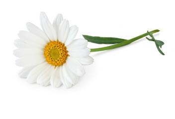 Beautiful white Daisy (Marguerite) isolated on white background, including clipping path without shade.