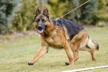 German shepherd