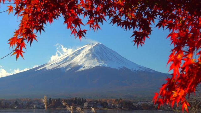 Mt Fuji with Red Maple tree in Autumn