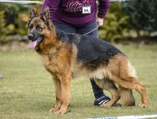 German shepherd