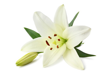 Beautiful white Lily (Seerose) with bud isolated on white background, including clipping path without shade.