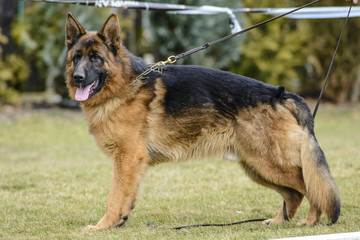 German shepherd