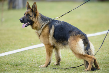 German shepherd
