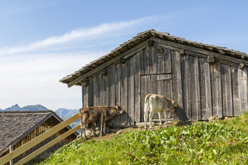 Cows on the Alp, Montafon, Austria