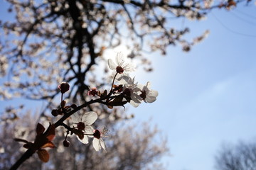 cherry blossoms and the lights
