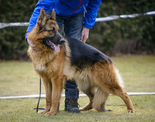 German shepherd