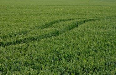 Green field and tractor traces