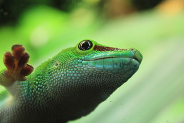 Madagaskar gecko