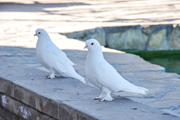 white pigeons on the roof